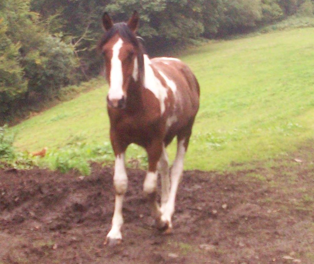 2 yr old skewbald Sports horse youngster